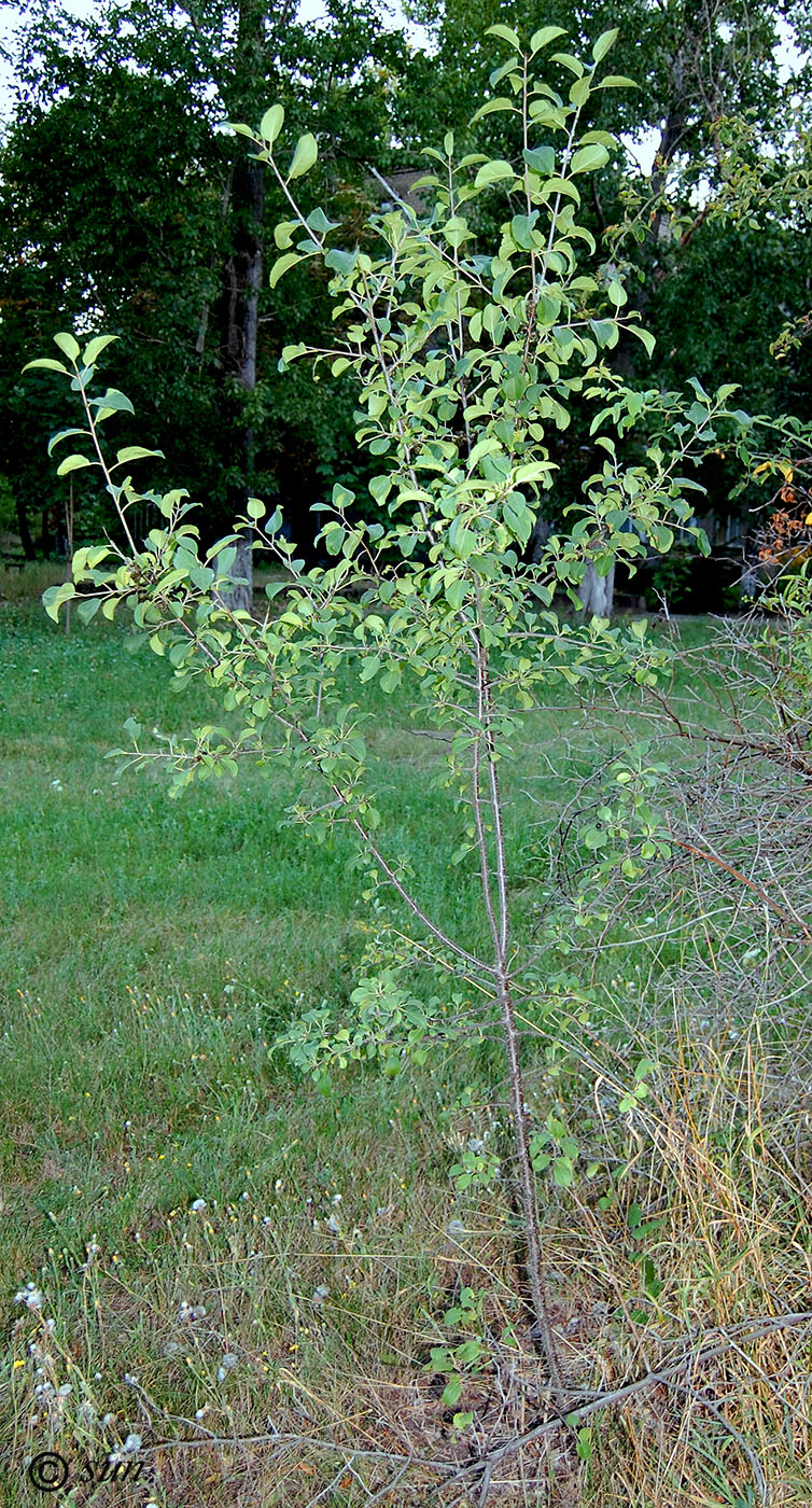 Изображение особи Rhamnus cathartica.