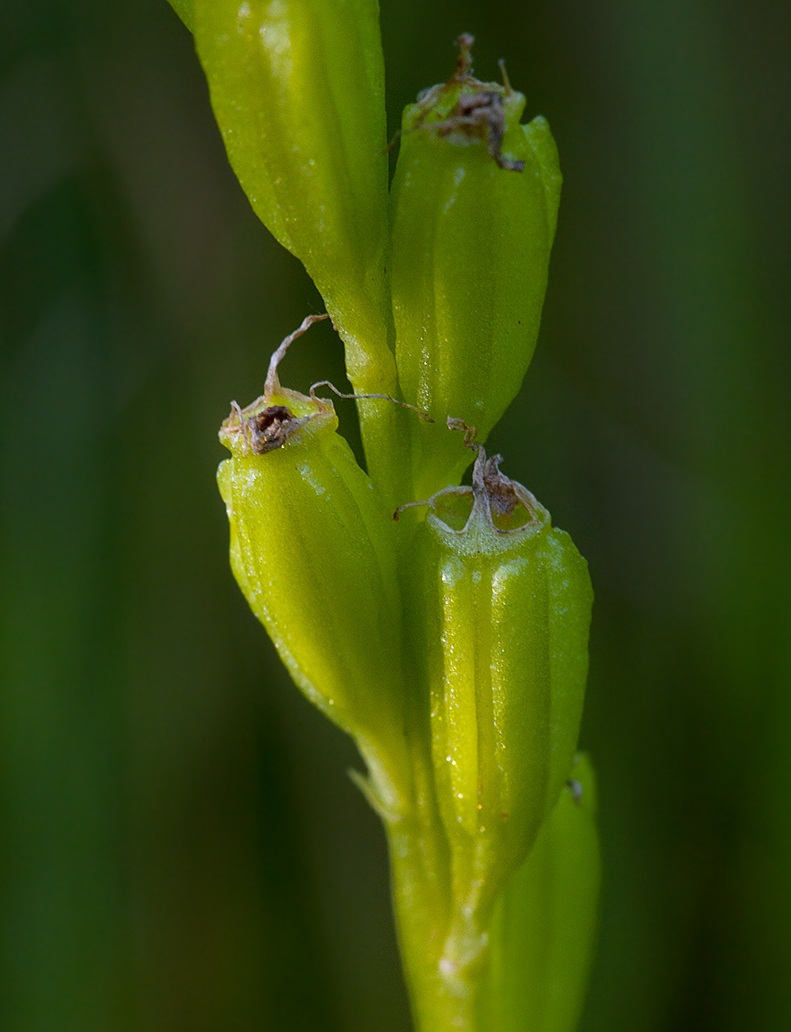 Image of Liparis loeselii specimen.