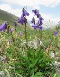 genus Campanula. Цветущее растение. Кабардино-Балкария, Эльбрусский р-н, долина р. Юсеньги, ок. 2400 м н.у.м., каменистое место. 25.08.2017.