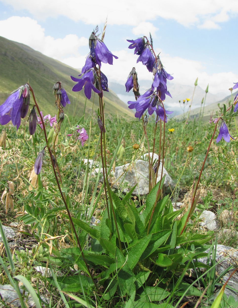 Image of genus Campanula specimen.