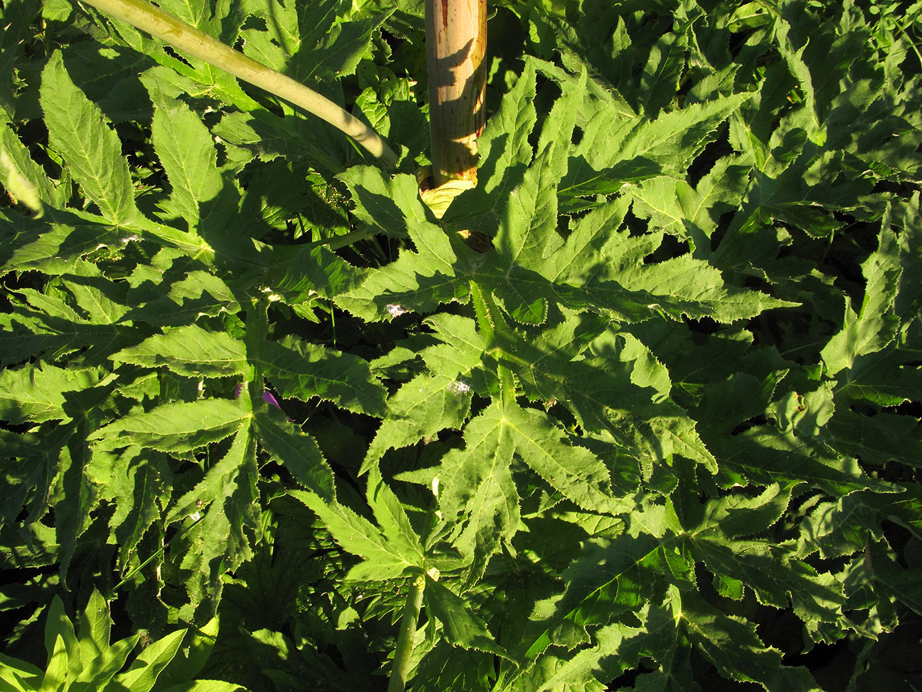 Image of Angelica tatianae specimen.