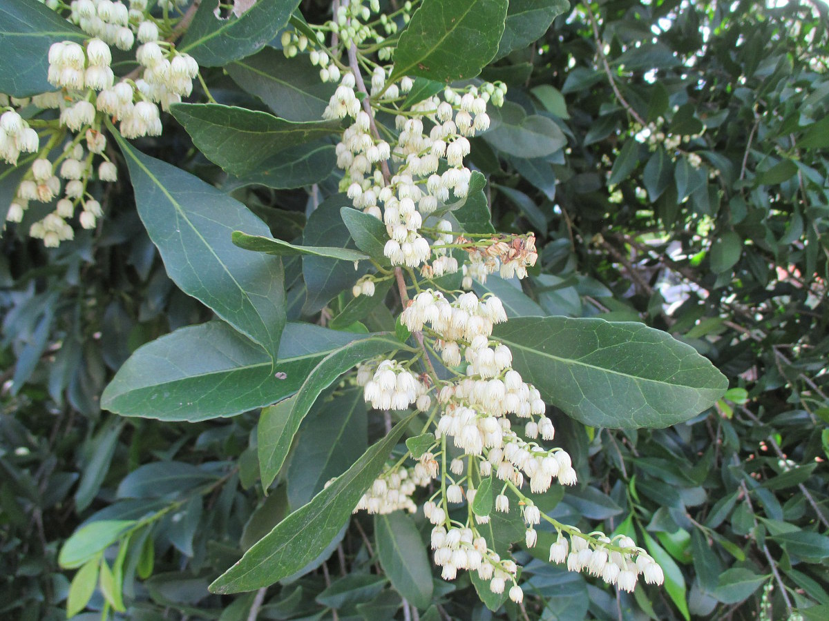 Изображение особи Elaeocarpus obovatus.