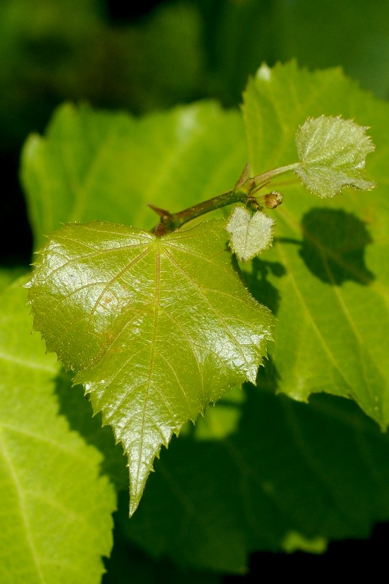 Image of Tilia taquetii specimen.