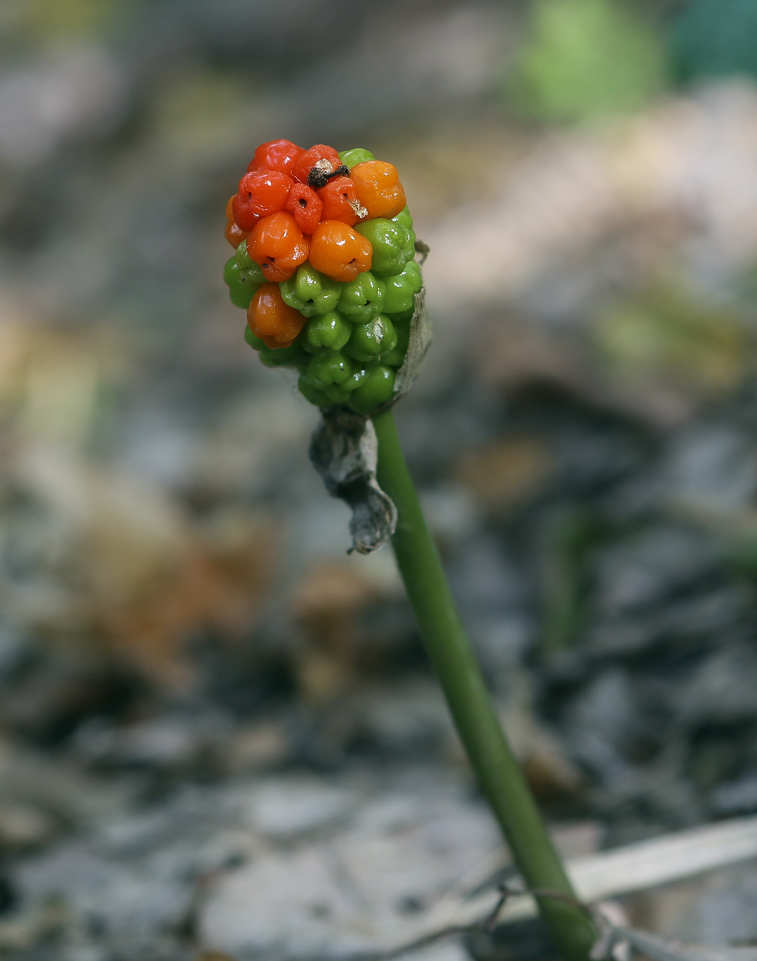 Изображение особи Arum elongatum.