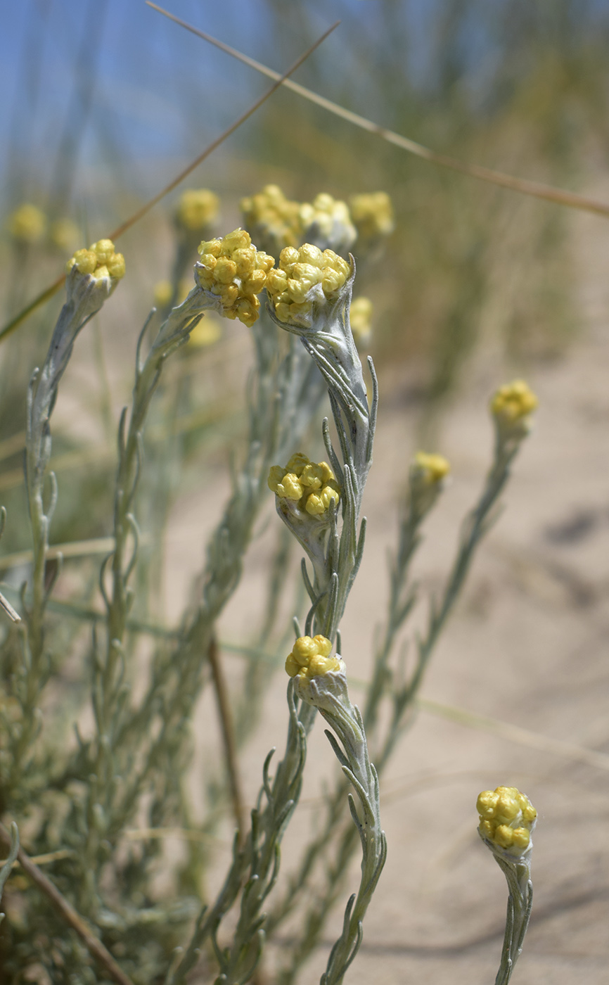 Изображение особи Helichrysum stoechas.