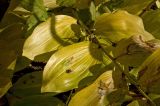 Polygonatum multiflorum. Часть побега с листьями в осенней окраске и сидящей мухой. Пермь, Свердловский р-н, в озеленении двора. 11 октября 2017 г.