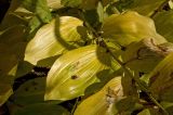 Polygonatum multiflorum