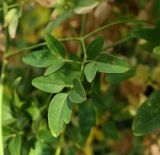 Clematis flammula