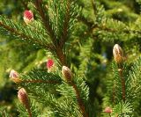 Picea abies