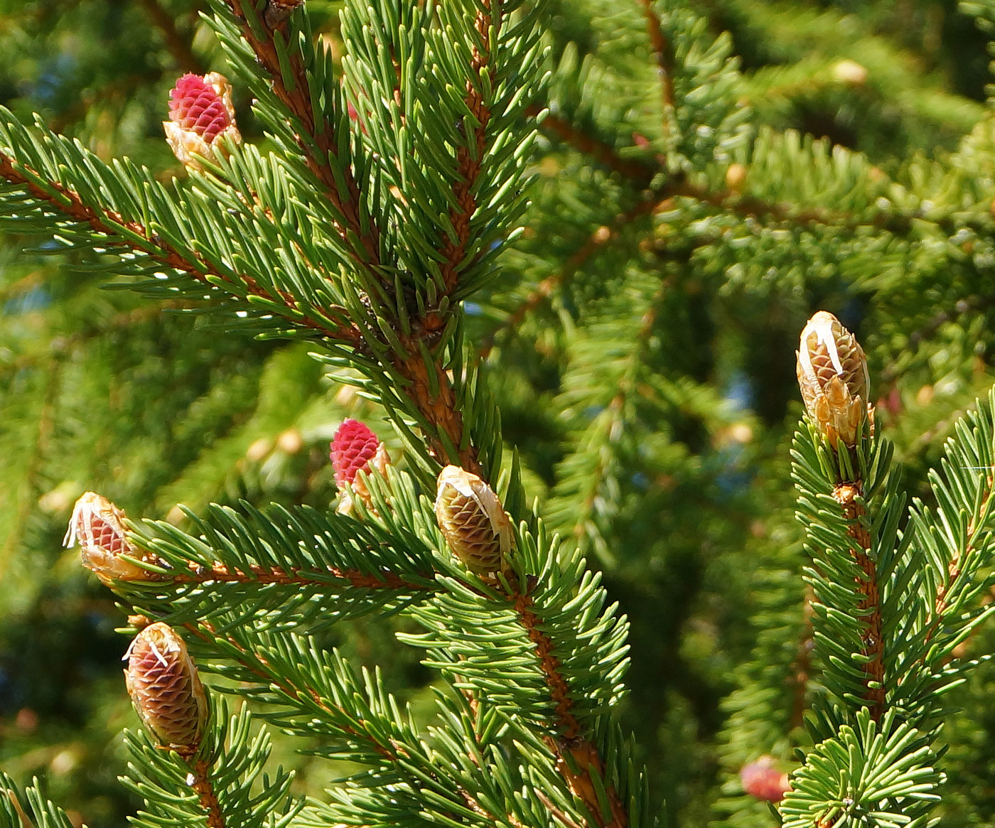 Изображение особи Picea abies.