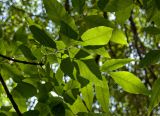 Fraxinus pennsylvanica. Лист (абаксиальная сторона). Пермский край, г. Пермь, Свердловский р-н, озеленении двора. 17 июля 2017 г.