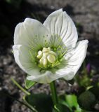 Parnassia palustris. Цветок. Камчатский край, Алеутский р-н, о-в Медный, бух. Перешеек Островной, песчаный склон. 08.08.2017.