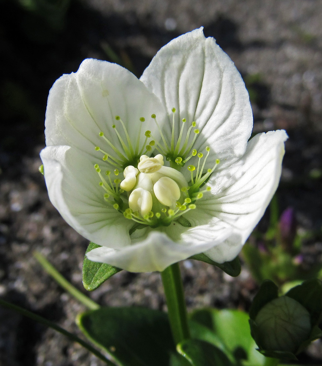 Изображение особи Parnassia palustris.