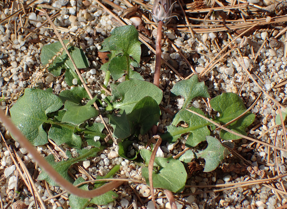 Image of genus Taraxacum specimen.