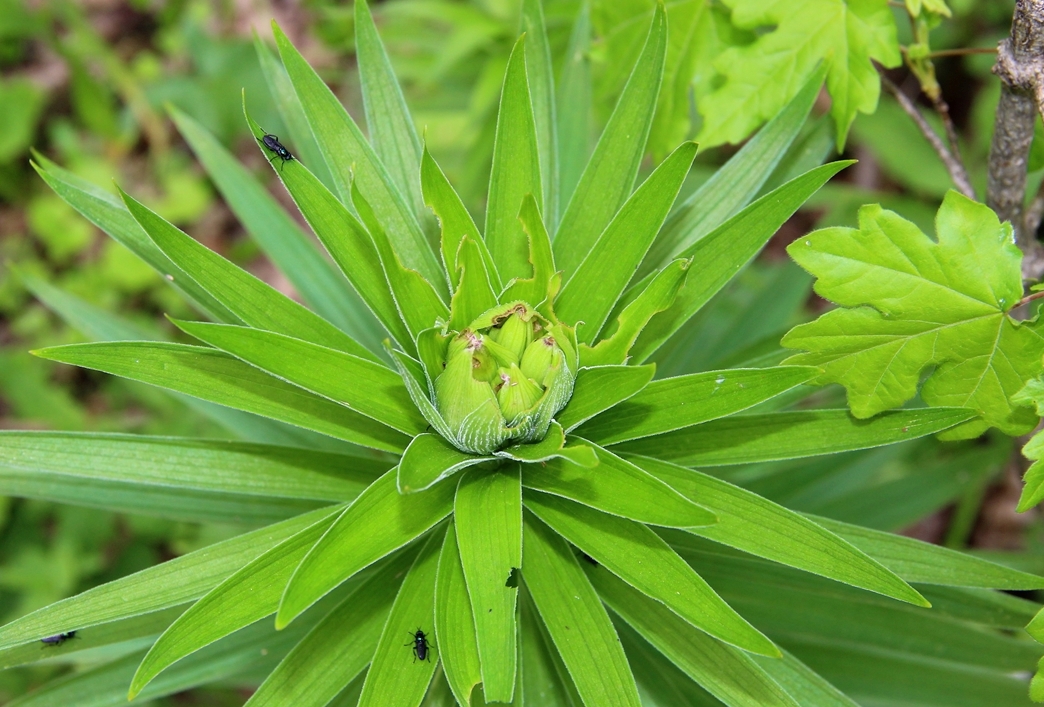 Image of Lilium monadelphum specimen.