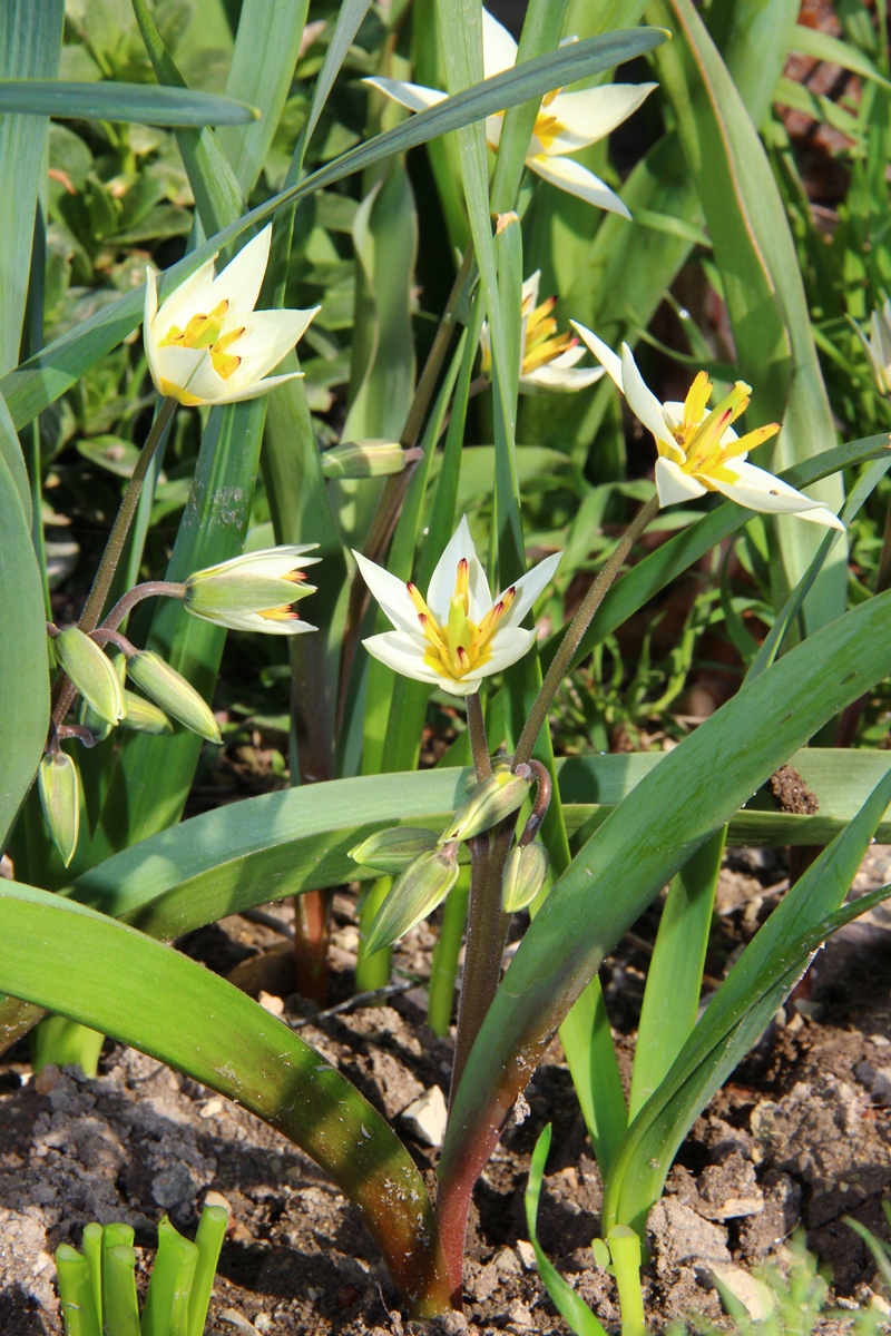 Image of Tulipa bifloriformis specimen.