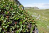 Salix herbacea. Куртина плодоносящих растений. Мурманская обл., Кольский р-н, окр. пос. Дальние Зеленцы, окр. Столбового озера, склон восточной экспозиции небольшой сопки, задернованный уступ скалы. 03.08.2017.