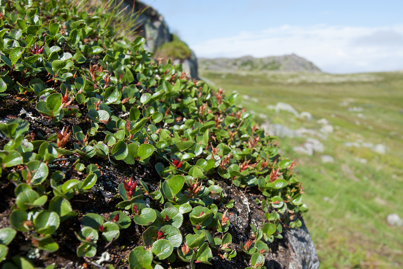 Image of Salix herbacea specimen.