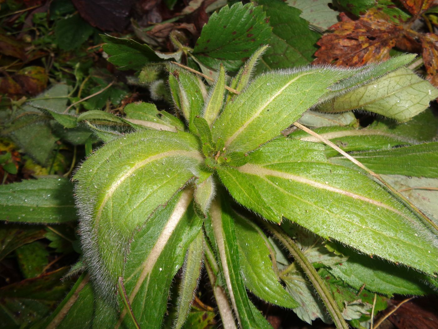Image of Rudbeckia hirta specimen.
