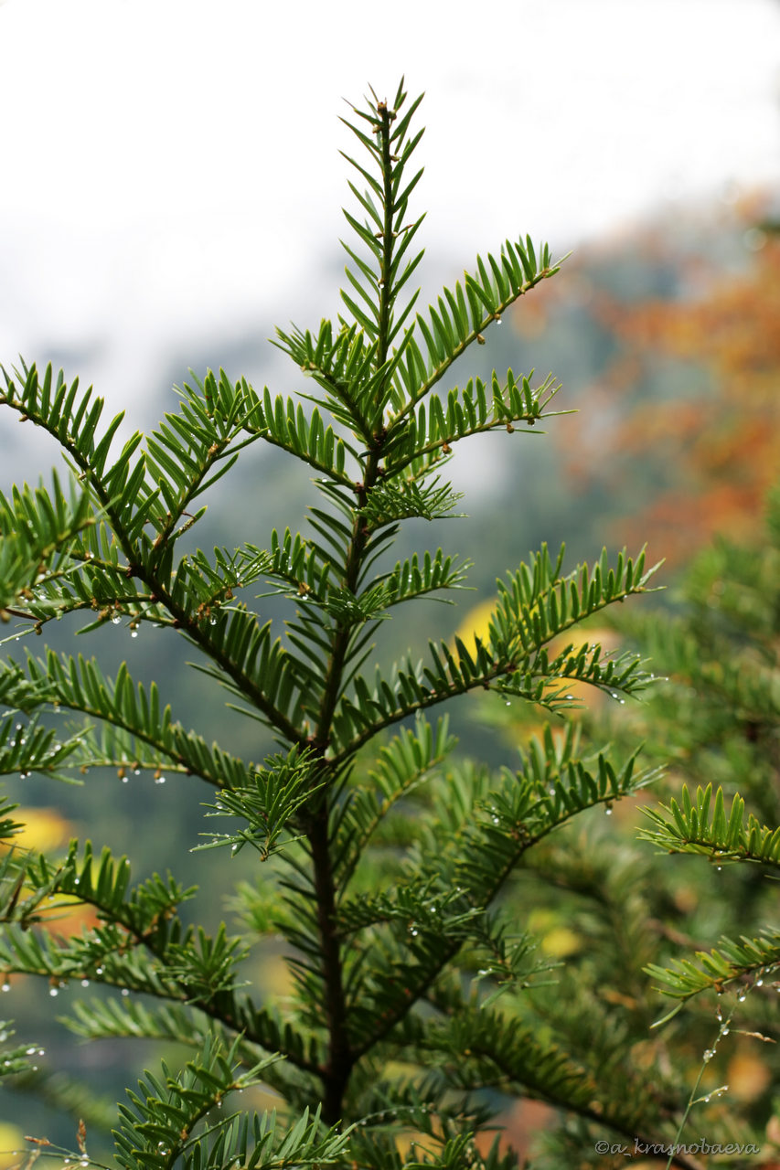 Image of Taxus baccata specimen.