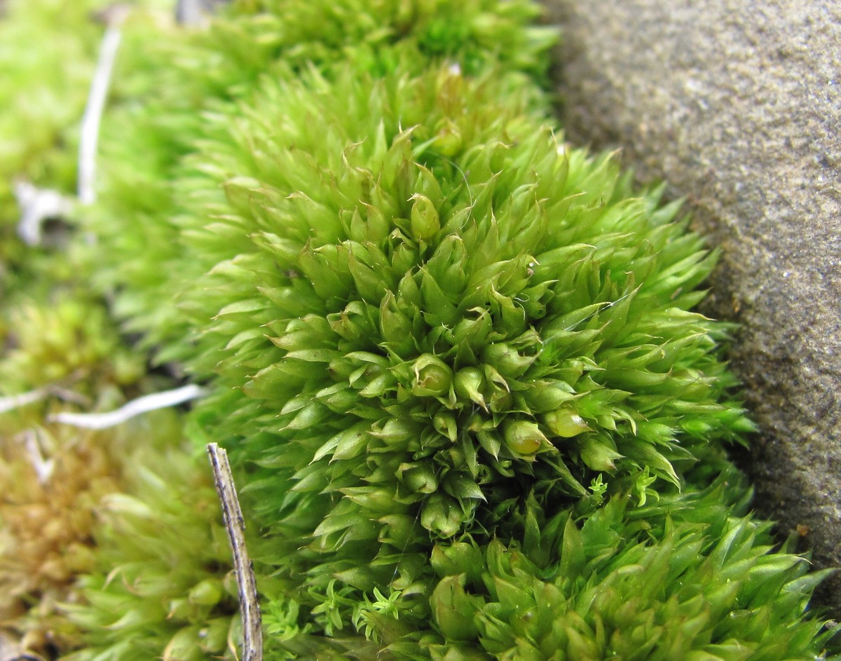 Image of Tortula acaulon specimen.