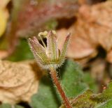 genus Oxalis