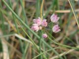 Allium tenuissimum. Соцветие. Иркутская обл., побережье оз. Байкал в р-не Малого Моря, окр. дер. Куркут, степь. 24.06.2017.