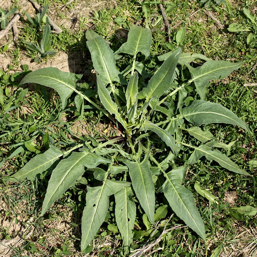 Image of Bunias orientalis specimen.