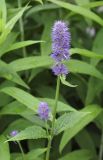 Agastache rugosa. Верхушка цветущего растения. Пермский край, г. Пермь, Кировский р-н, цветочная клумба у административного здания, в культуре. 17.07.2017.