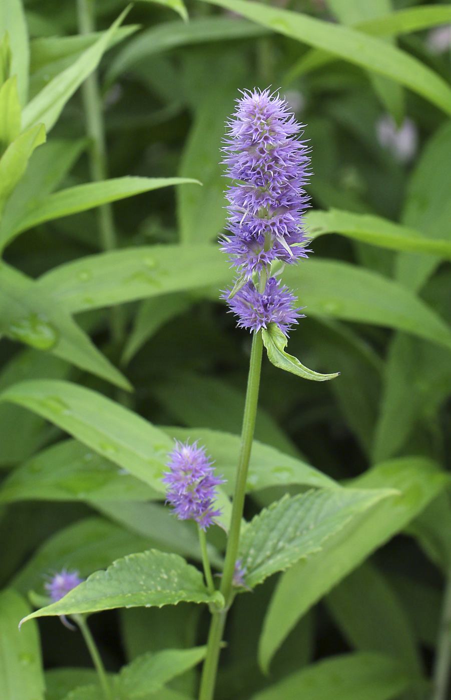 Изображение особи Agastache rugosa.