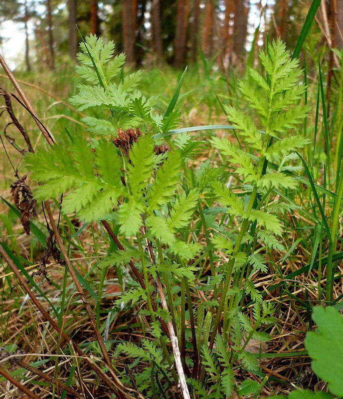 Image of Tanacetum vulgare specimen.