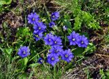 Gentiana dshimilensis