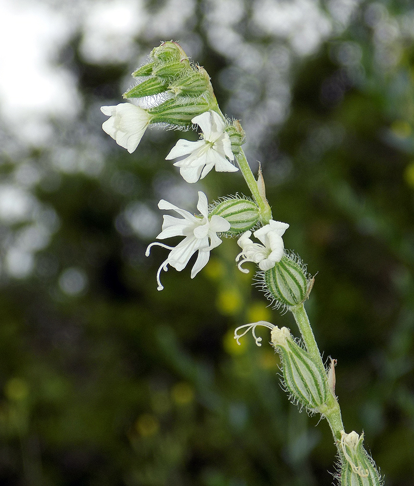 Изображение особи Silene dichotoma.