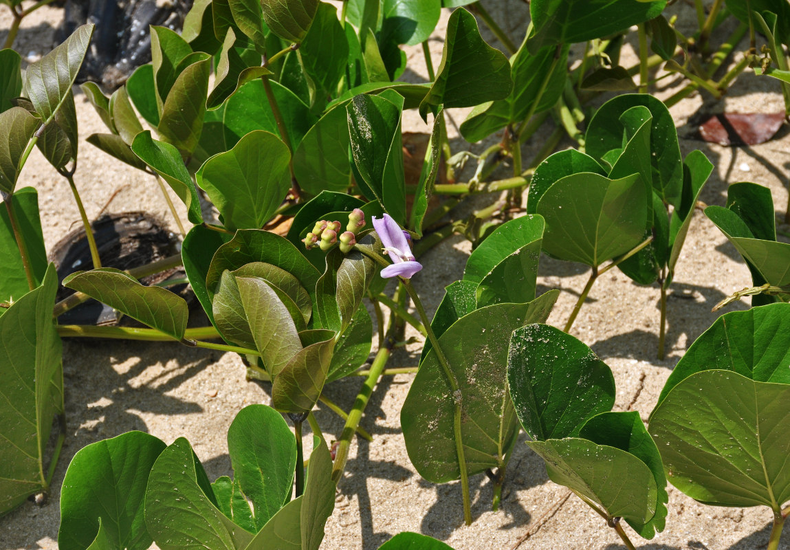 Image of Canavalia maritima specimen.