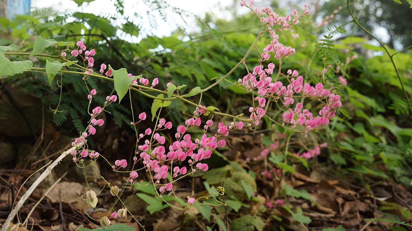 Изображение особи Antigonon leptopus.