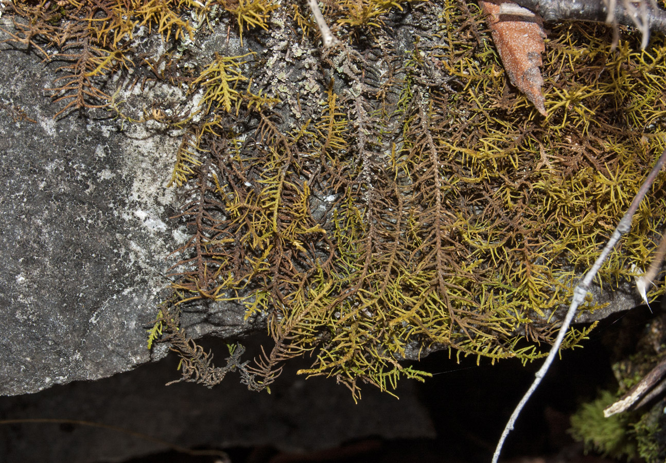 Image of Abietinella abietina specimen.