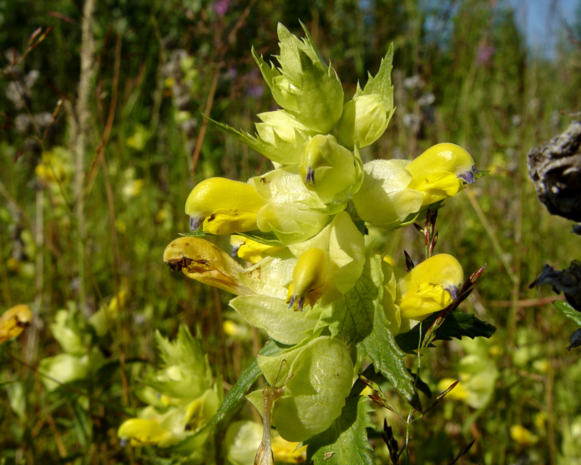 Изображение особи Rhinanthus vernalis.