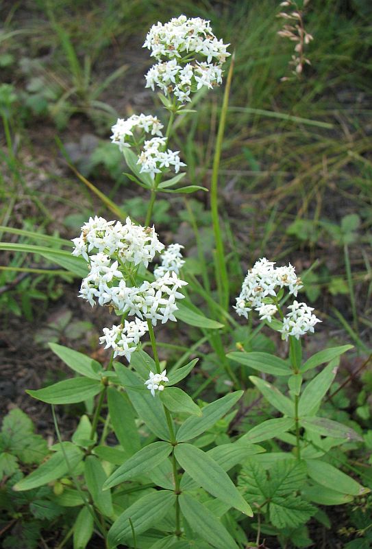 Image of Galium boreale specimen.