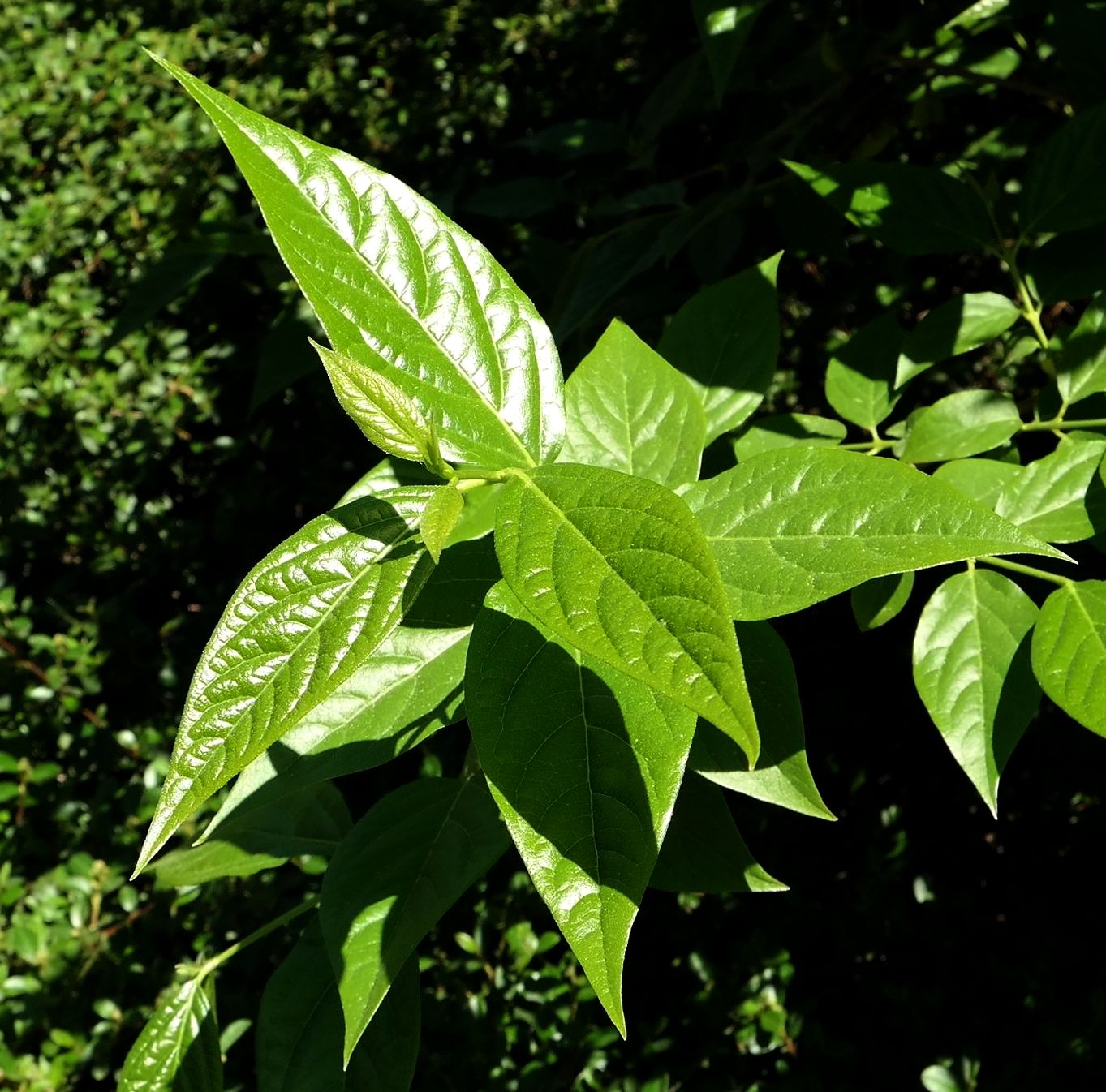 Image of Chimonanthus praecox specimen.