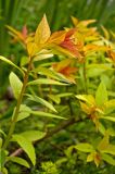 Spiraea japonica