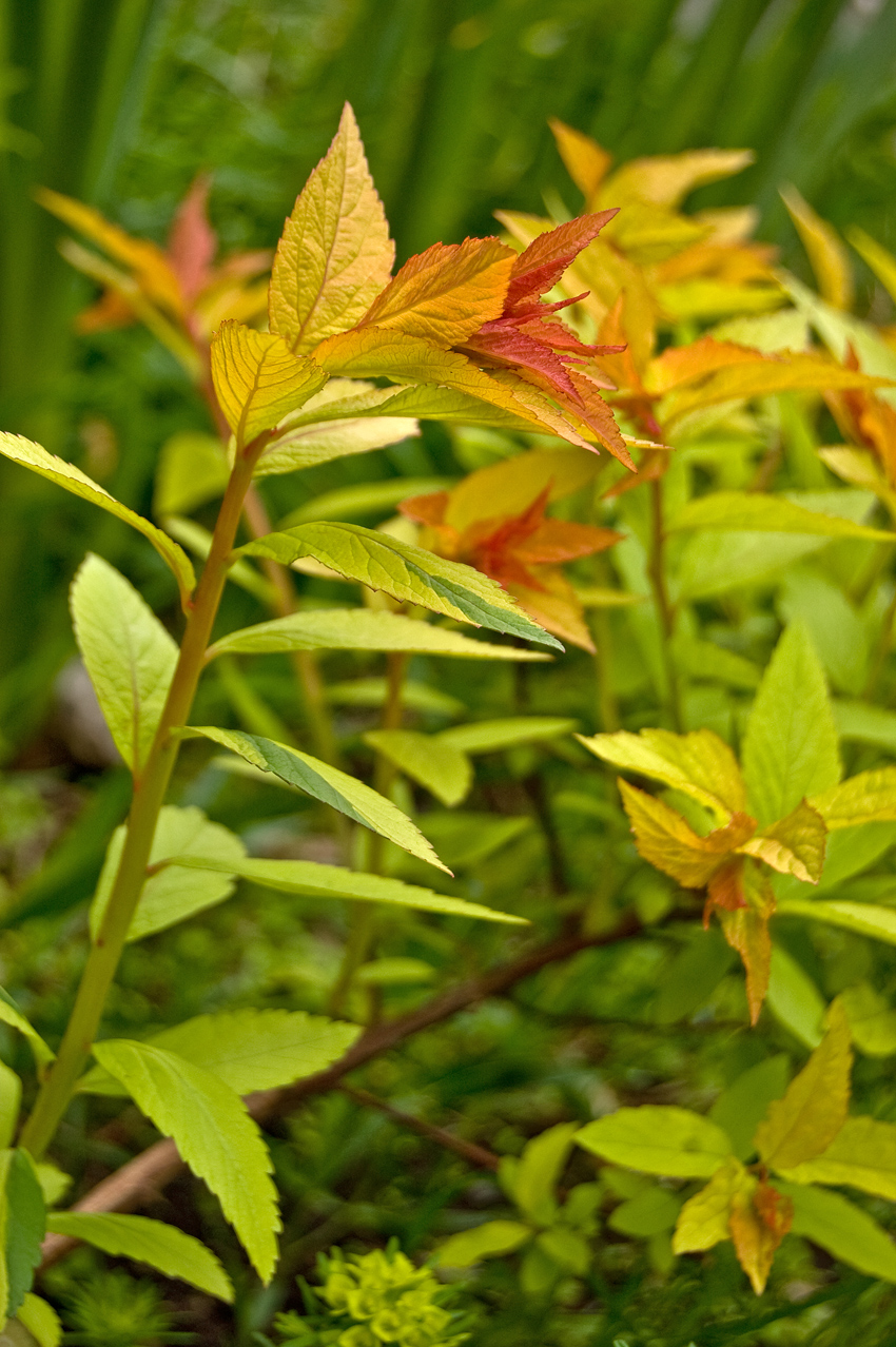 Изображение особи Spiraea japonica.