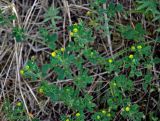 Medicago lupulina