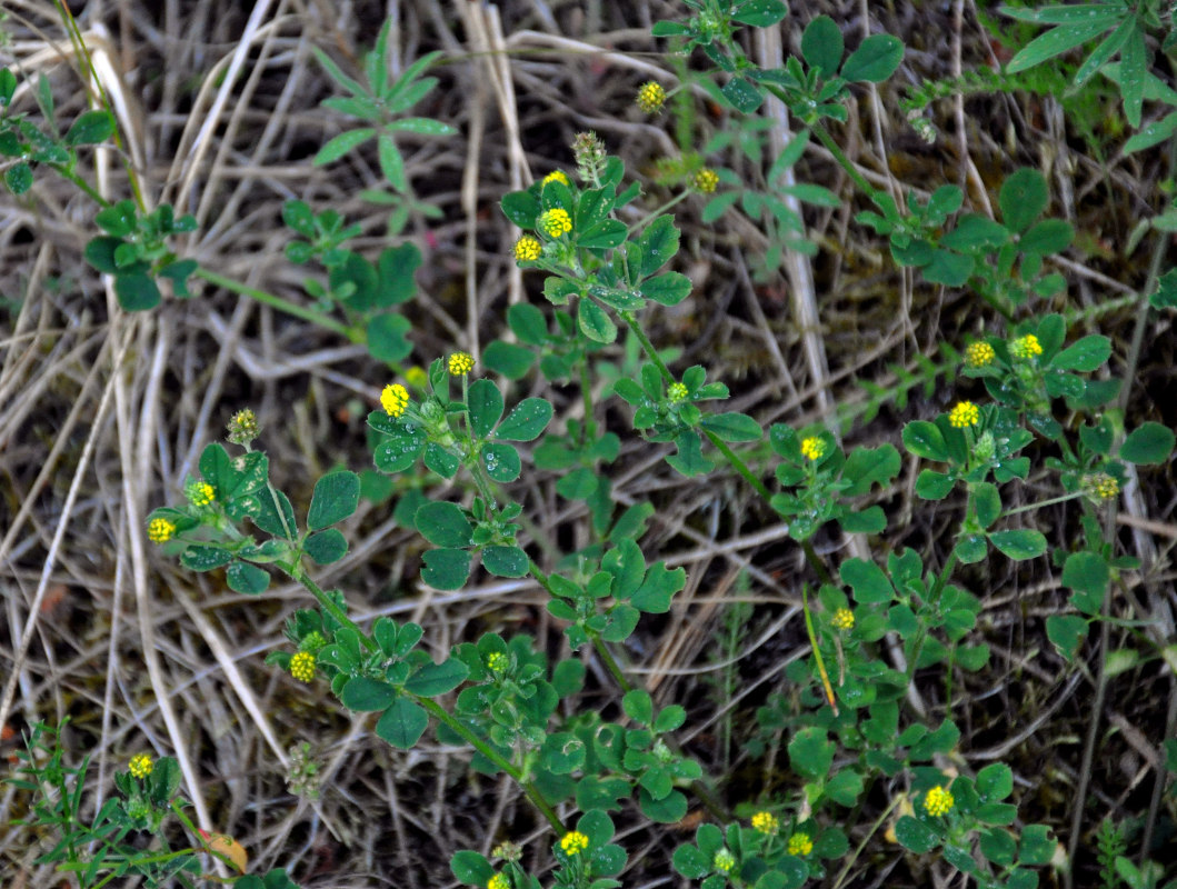 Изображение особи Medicago lupulina.