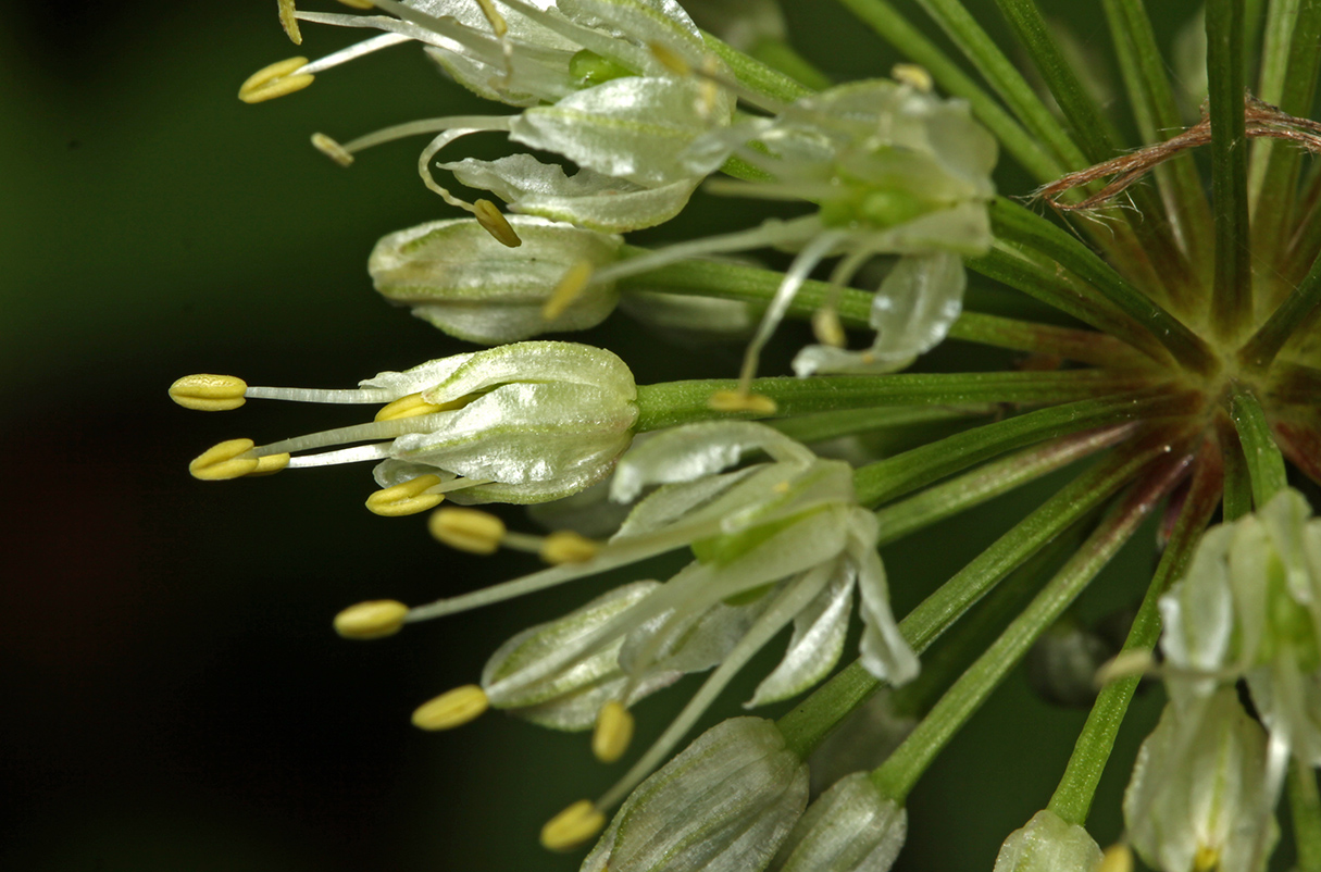 Image of Allium ochotense specimen.