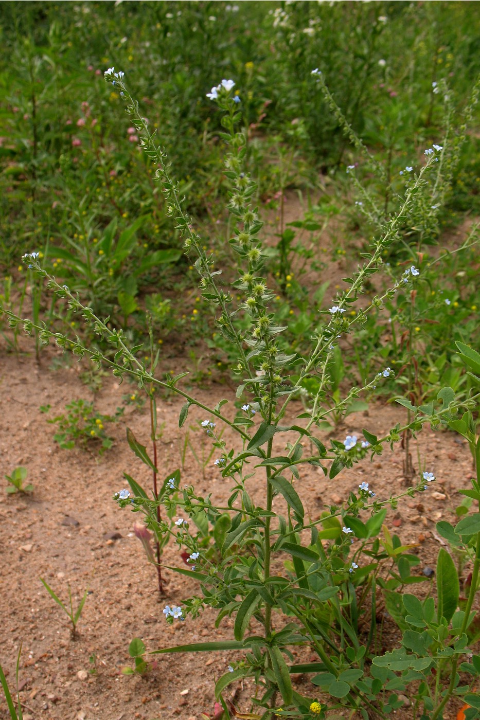 Image of Lappula squarrosa specimen.
