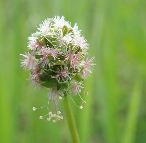 Image of Poterium polygamum specimen.