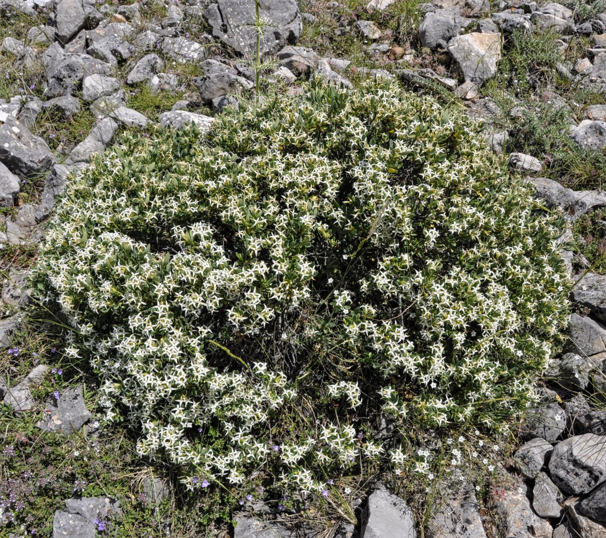 Image of Daphne oleoides specimen.