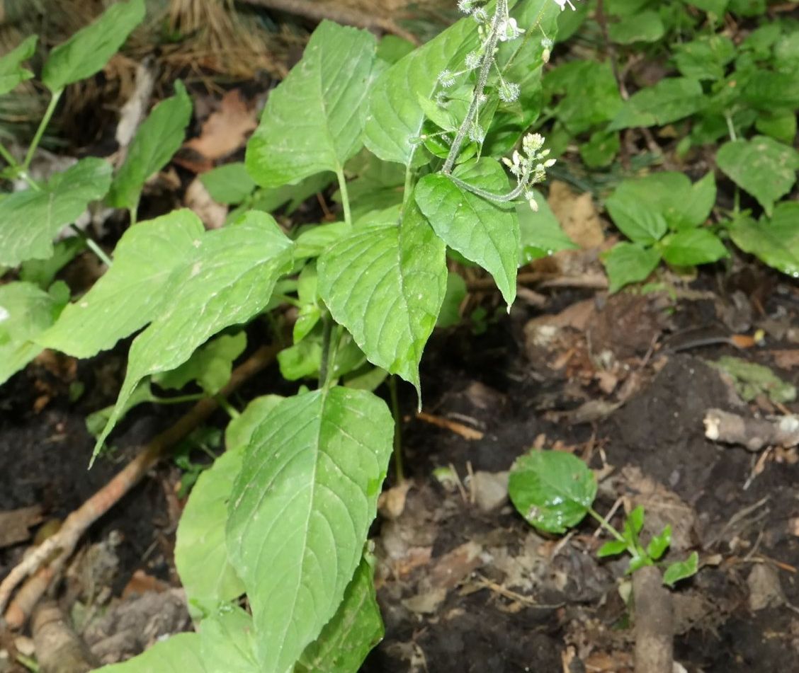 Изображение особи Circaea lutetiana.