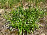 Scirpus maximowiczii