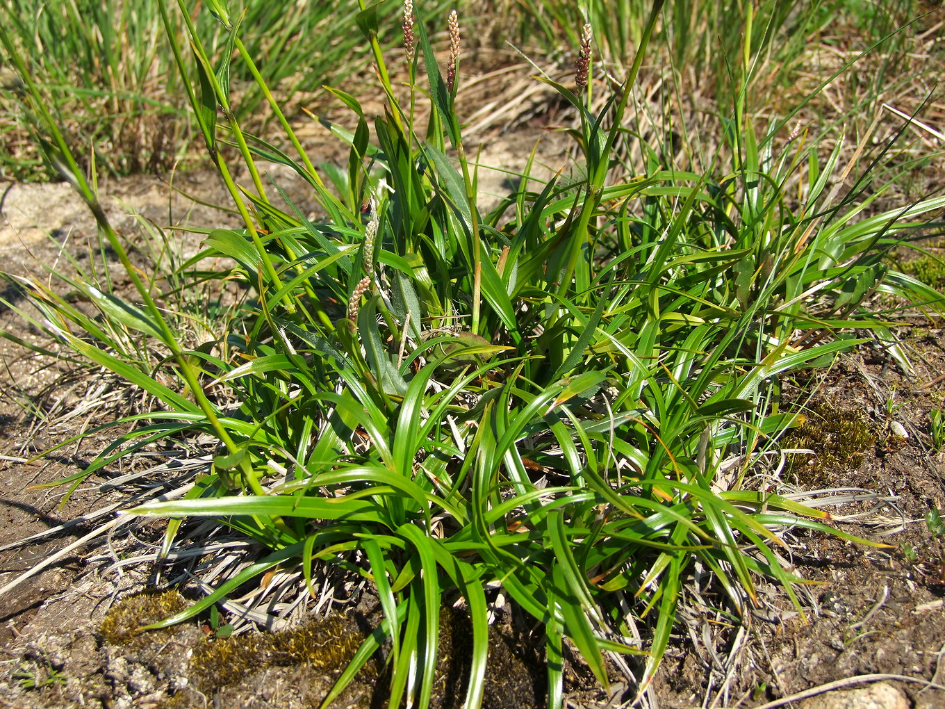 Image of Scirpus maximowiczii specimen.